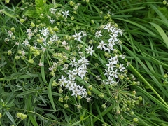 Allium canadense