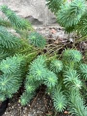 Euphorbia cyparissias