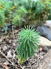 Euphorbia cyparissias