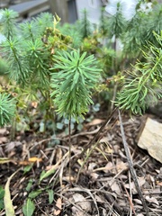 Euphorbia cyparissias