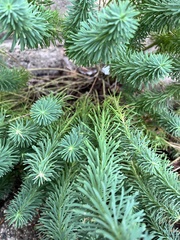 Euphorbia cyparissias