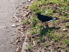 Columba livia domestica