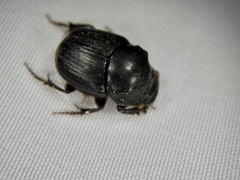 Onthophagus lenzii