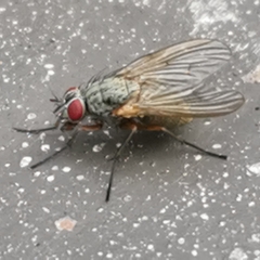 Brachycera