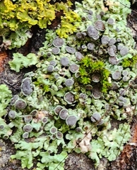 Physcia aipolia