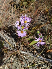 Symphyotrichum oblongifolium