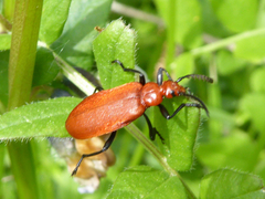 Pyrochroa serraticornis