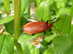 Pyrochroa serraticornis