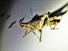 Melanoplus ponderosus