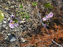 Symphyotrichum oblongifolium
