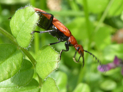 Pyrochroa serraticornis