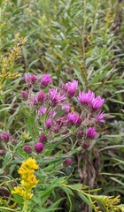 Vernonia gigantea