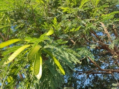 Leucaena leucocephala