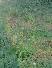 Passer domesticus