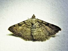 Digrammia gnophosaria