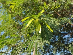 Leucaena leucocephala