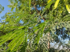 Leucaena leucocephala