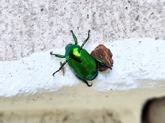 Calomacraspis splendens