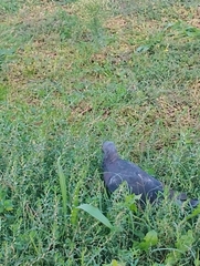 Columba livia domestica