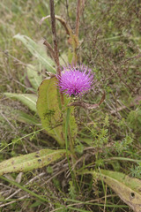 Cirsium canum