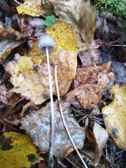Mycena filopes