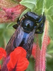 Xylocopa