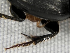 Eviphididae