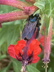 Xylocopa
