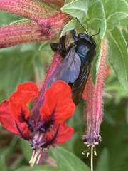 Xylocopa