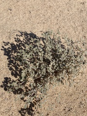 Tiquilia palmeri