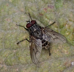 Helina evecta