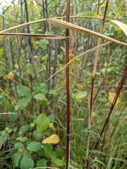 Muhlenbergia sylvatica