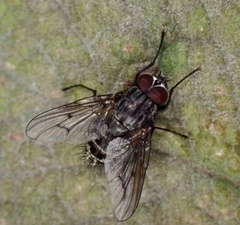 Helina evecta