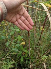 Muhlenbergia sylvatica