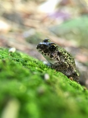 Fejervarya kawamurai