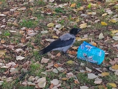 Corvus cornix