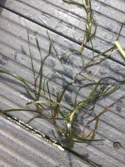 Potamogeton zosteriformis