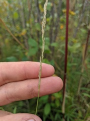 Muhlenbergia sylvatica