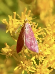 Pyrausta inornatalis