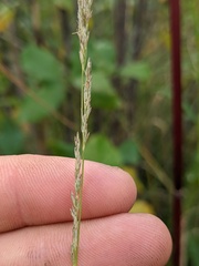 Muhlenbergia sylvatica