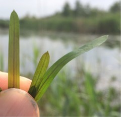 Potamogeton zosteriformis
