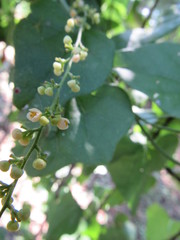 Cocculus