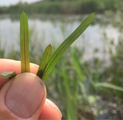Potamogeton zosteriformis