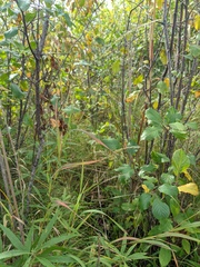 Muhlenbergia sylvatica
