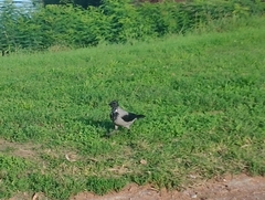 Corvus cornix
