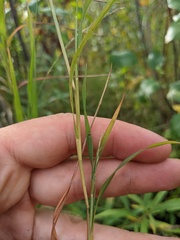 Muhlenbergia sylvatica