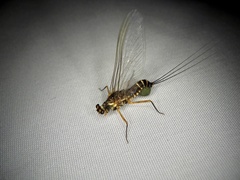 Ephemerellidae