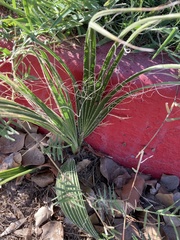 Washingtonia × filibusta