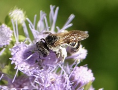 Halictus ligatus