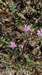 Erodium cicutarium